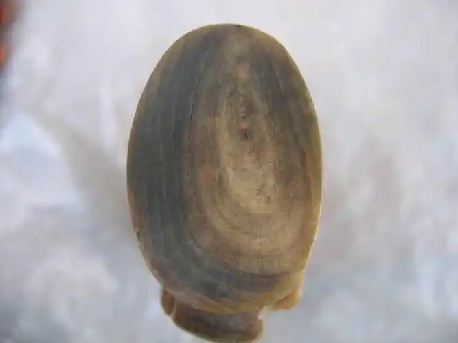 犀牛角鉴别(犀牛角鉴别有图有真相)