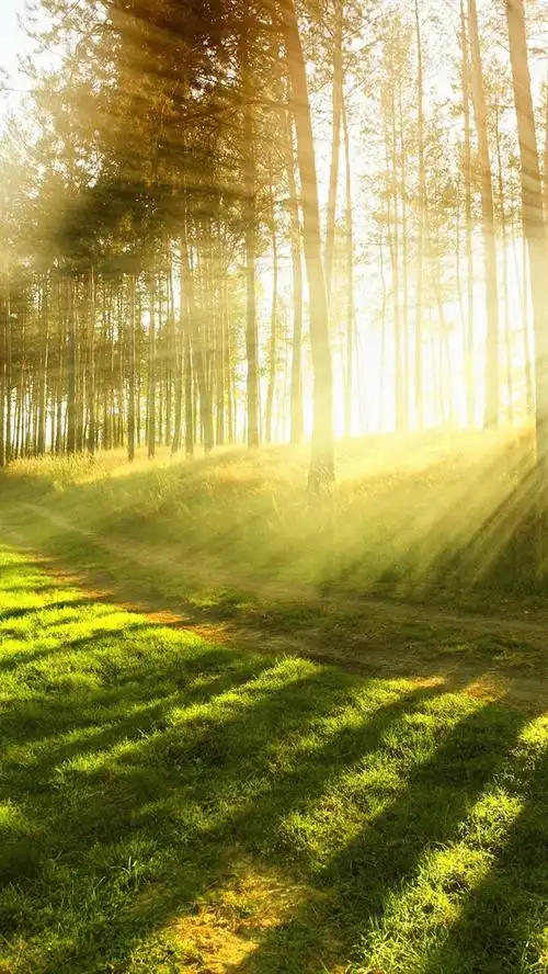 壁纸 夏季森林中的阳光,耀眼的光线 2560x1600 hd 高清壁纸, 图片, 照