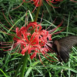 amaryllis bulbs