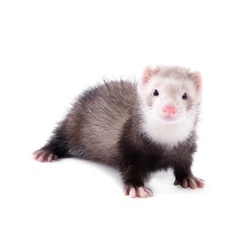 活物挑选宠物貂小龙貂雪貂幼崽迷你懒人萌宠宠物玛雪儿貂