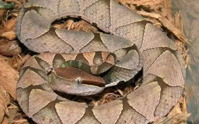 尖吻蝮五步蛇毒液的威力