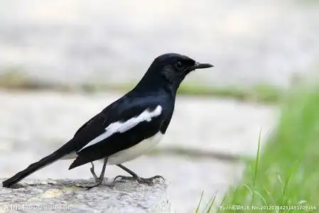 黑白相间类似乌鸦的鸟叫啥 一群群在田里吃菜的