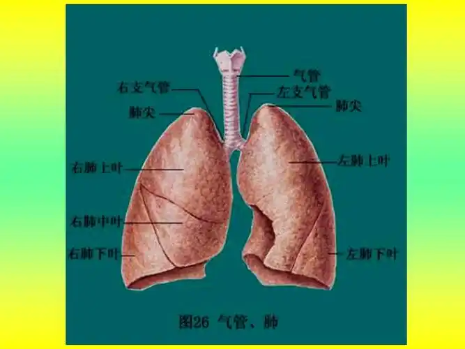 最新人教版七年级下生物:(年春使用)《第三章_第二节_发生在肺内的