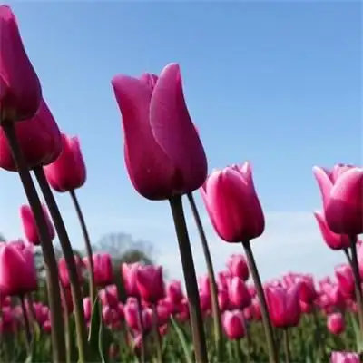 适合做头像的花束唯美头像 2022最招财清新淡雅的微信头像