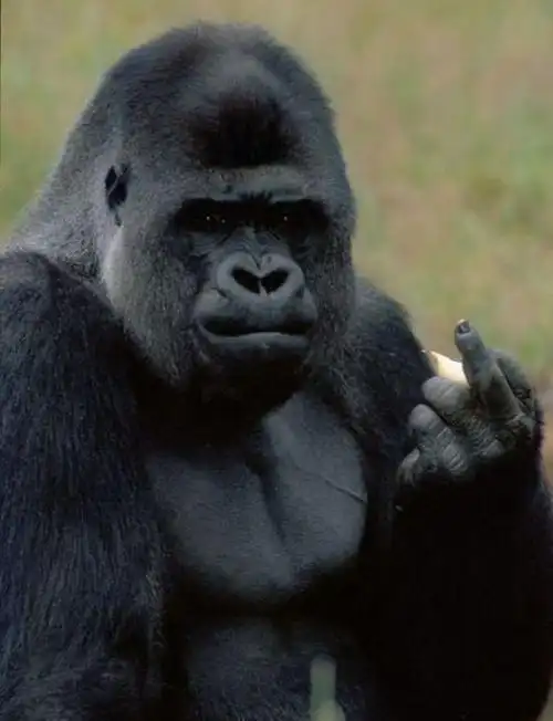 大猩猩绝对是最喜欢竖中指的一个物种一言不合就扔给你一根手指