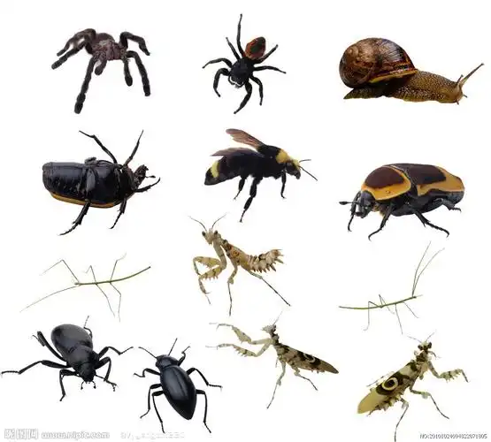 佛说: 没有一个众生未曾做过我们的父母!善待所有众生吧!