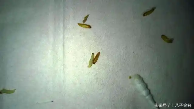 有一些是衣一服没有收进箱子以前,蛾子产上了卵;有一些是因为箱子盖得