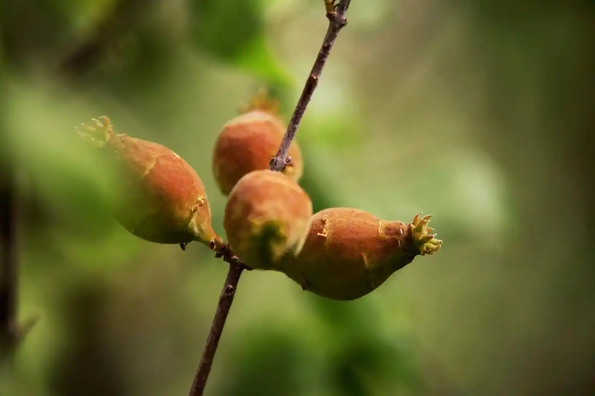 腊梅果子能吃吗?不仅不能吃,而且还有毒!