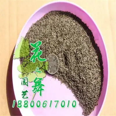 种子系列 蛇目菊种子批发 当年采 厂家直销 发芽率高 蛇目菊种子价格
