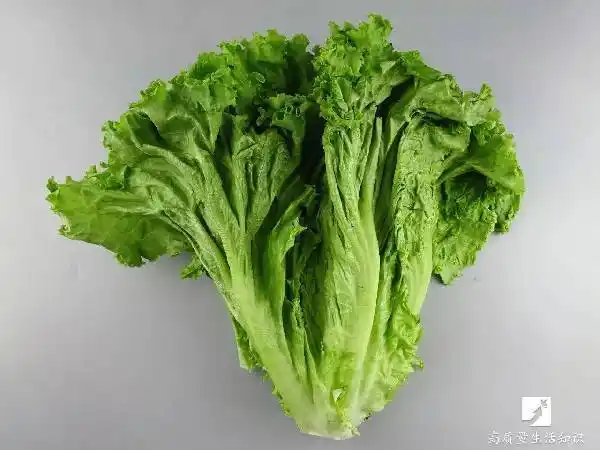 每100克生菜食用部分含水分高达94%-96%