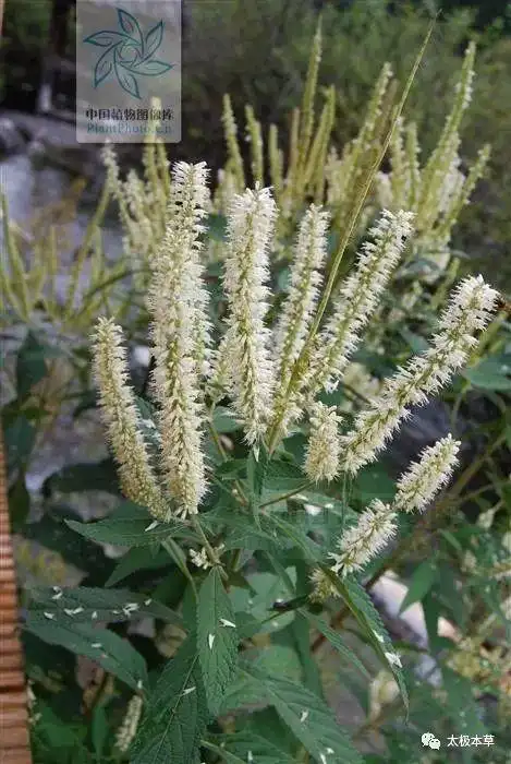 别名鸡骨柴,双翔草,老妈妈棵,瘦狗还阳草,酒药花,紫油苏.