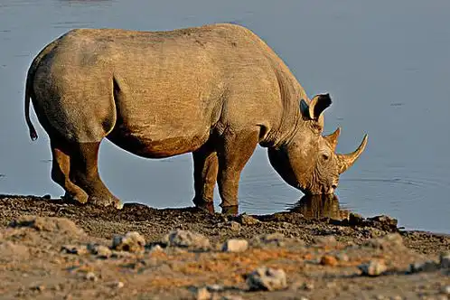 犀牛素材-犀牛素材大全-犀牛设计素材大全-免费素材库