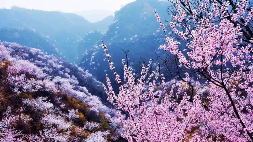 故事里的九龙峡春来到太行山上这片万亩山桃花又要开了