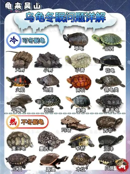 乌龟冬眠详细介绍75新手养龟一看就会75