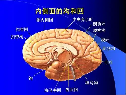 颅脑解剖_word文档在线阅读与下载_无忧文档