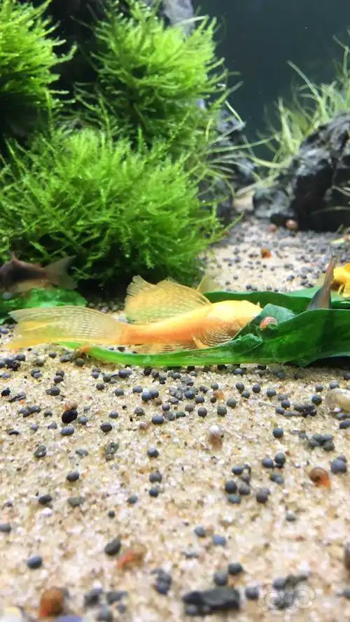 南京建邺区奥体附近送红眼公雪花大帆 它4条子女迷彩