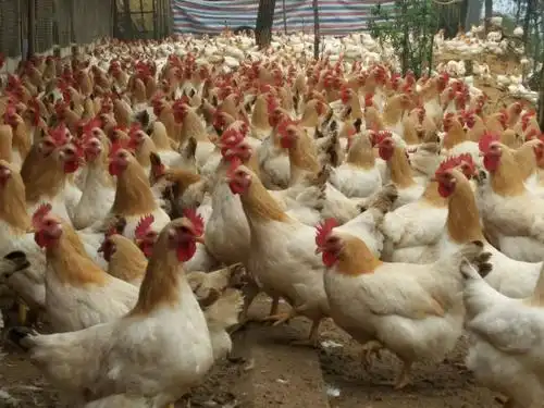 古典鸡,走山鸡,高山养殖