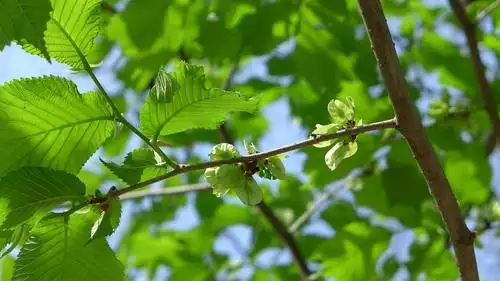 裂叶榆.叶子是尖尖的,果实倒是和榆树一样.