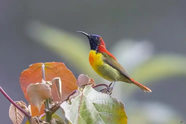 端庄秀丽的火尾太阳鸟