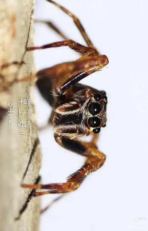 跑到朋友家阳台上,佛跳和其他几只跳蛛外加猎蝽若虫,在静物箱的灯光和