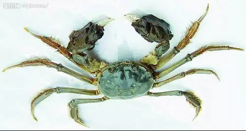螃蟹有几条腿