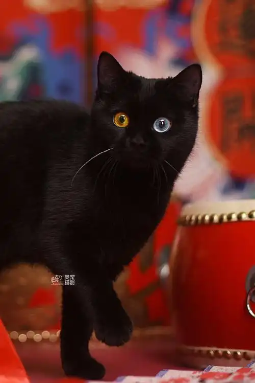 黑猫##异瞳##鸳鸯眼