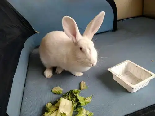 不要把你家养的宠物丢弃