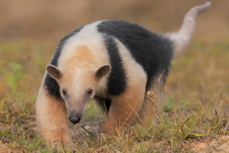 p>小食蚁兽(学名: i>tamandua tetradactyla /i>):是哺乳纲,披毛目的