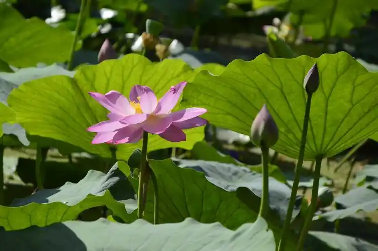 七月最美是荷花