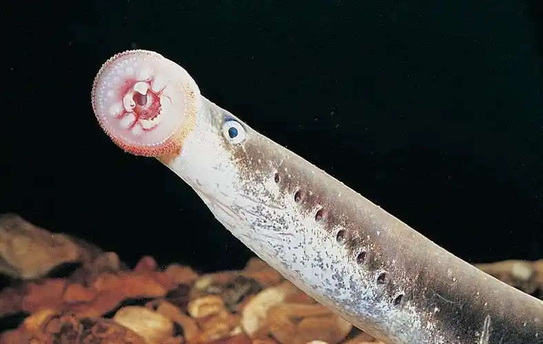 p>日本七鳃鳗( a target="_blank" href="/item/学名/8074290" data