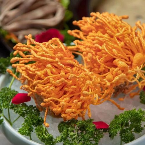 清真正品商用批发4斤虫草花新鲜湿货蛹金北虫草菌菇煲汤凉拌餐饮