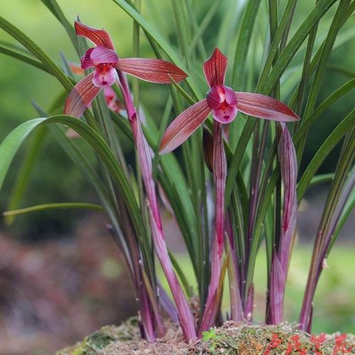 高档春兰铭品醉红素 浓香花卉好养兰花苗 花卉盆栽绿植兰花