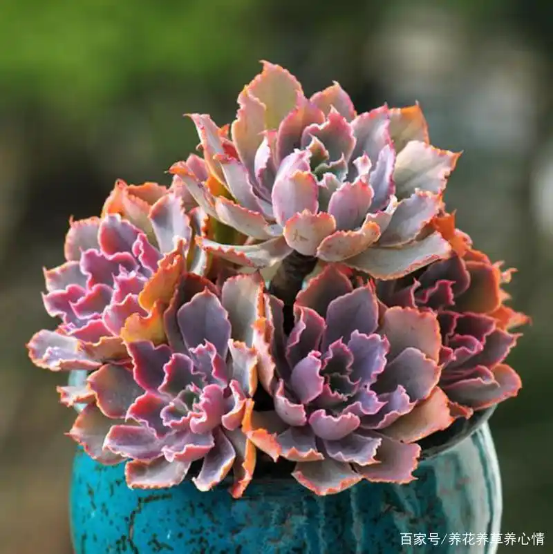 多肉晚霞之舞怎么养殖?一篇文章告诉你