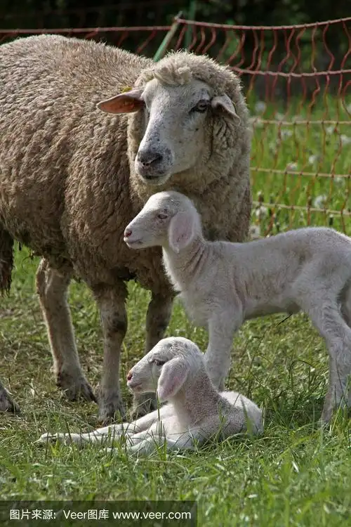 绵羊和两只羊羔
