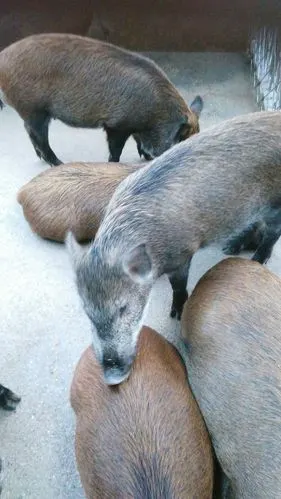 生态特种猪, 特种野猪是经过人工驯化改良后的一个野猪品种,基因稳定.