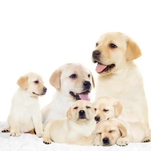 狗服装大型犬图片_狗服装大型犬大全/细节图 - 搜好货网海量高清精选