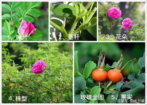 月季,玫瑰,蔷薇形态特征的区分?
