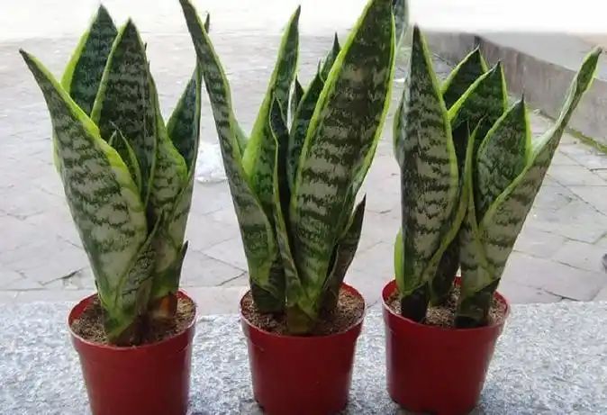 金边虎皮兰怎么栽培?-家庭养花-养花技巧,花卉知识--花语天地