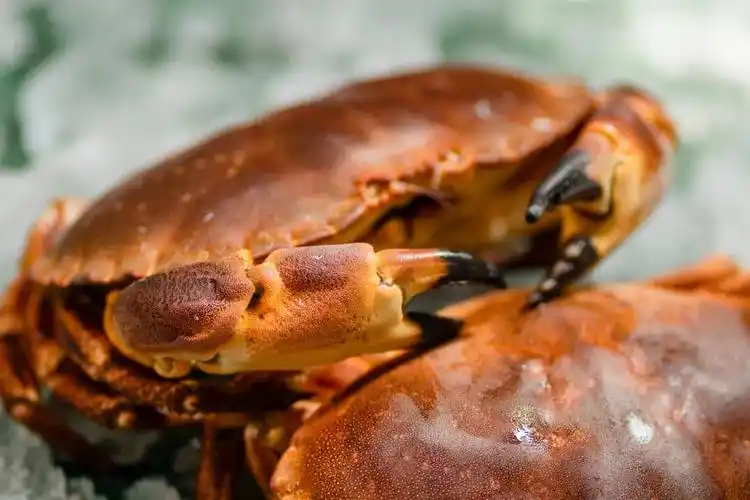 爱尔兰海鲜有什么特色?6位名厨用12道创意新菜带给你答案!