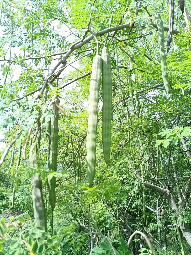 辣木果荚你吃过吗.辣木鲜果荚以其含有较高的蛋白质,氨基酸,维 - 抖音