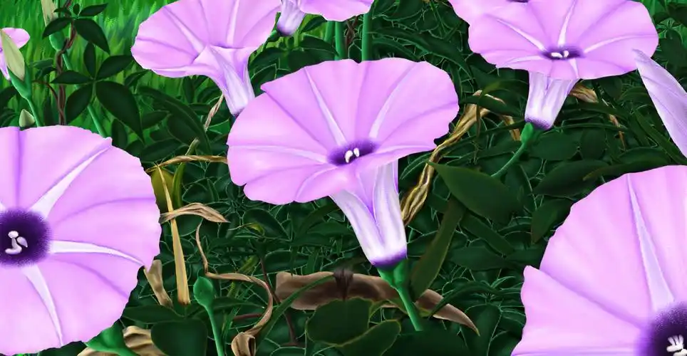 岁月静好——粉色牵牛花