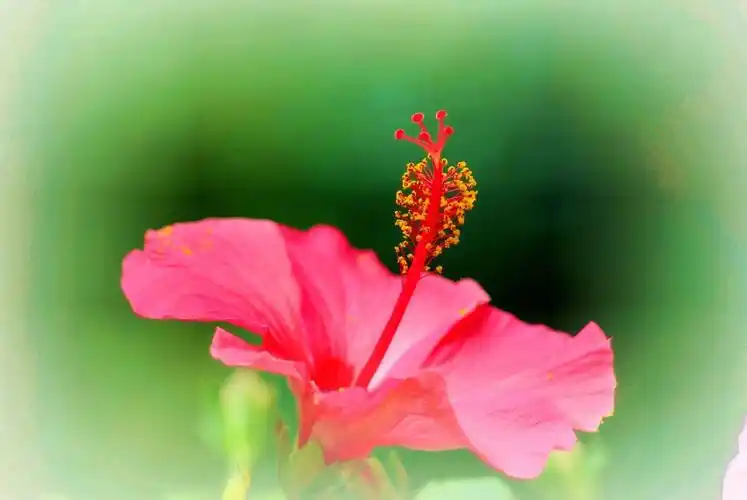 一花一世界 粉红扶桑 华7摄于广州碧桂园