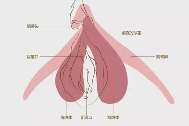 生理期同房竟沦落到做手术女性海绵体破裂究竟有多可怕