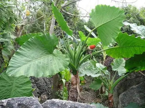 广东狼毒的功效与作用成分与药理广东狼毒的药材加工