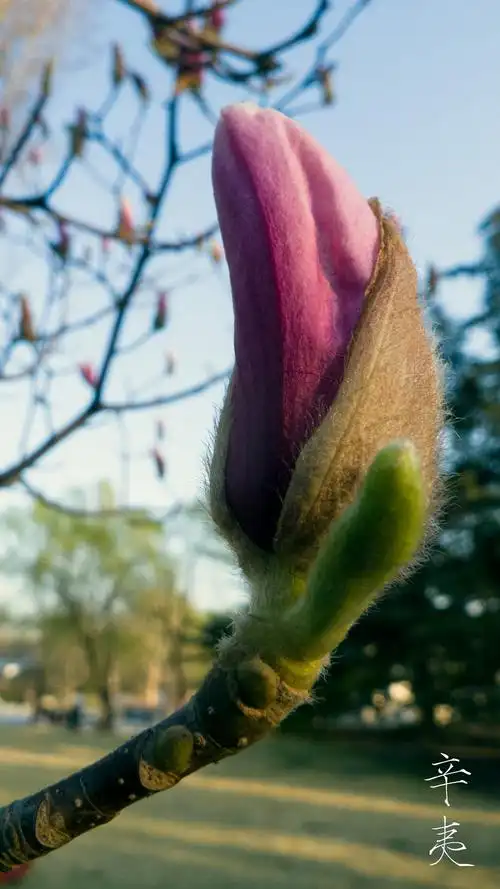 365计划#【day 151】#辛夷#——辛夷,又名木笔,紫白玉兰,主要是木兰