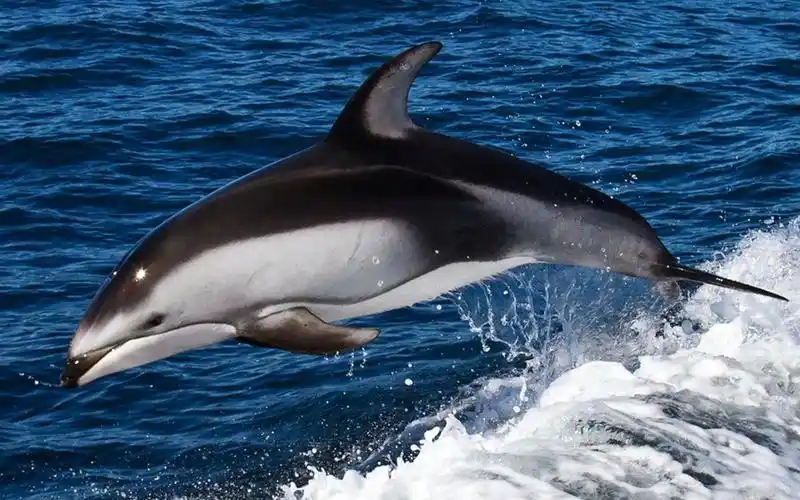 描述: 海豚游泳-动物壁纸精选 当前壁纸尺寸: 1920 x 1200