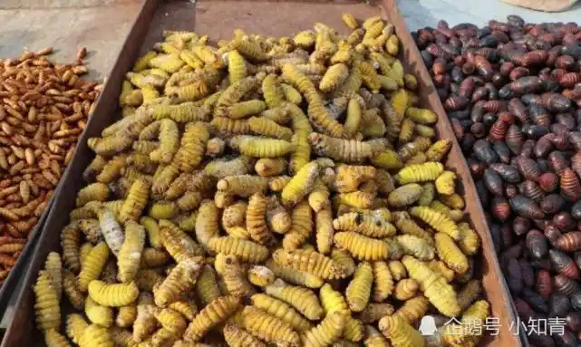 那么柞木虫到底为什么这么珍贵呢?