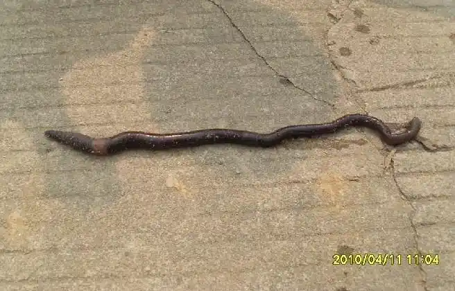 有谁见过这么大一条蚯蚓?(图)