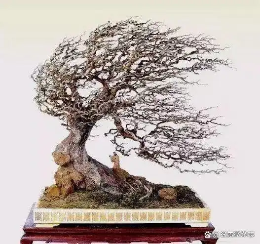 风吹式盆景,让您的心情徜徉在风里