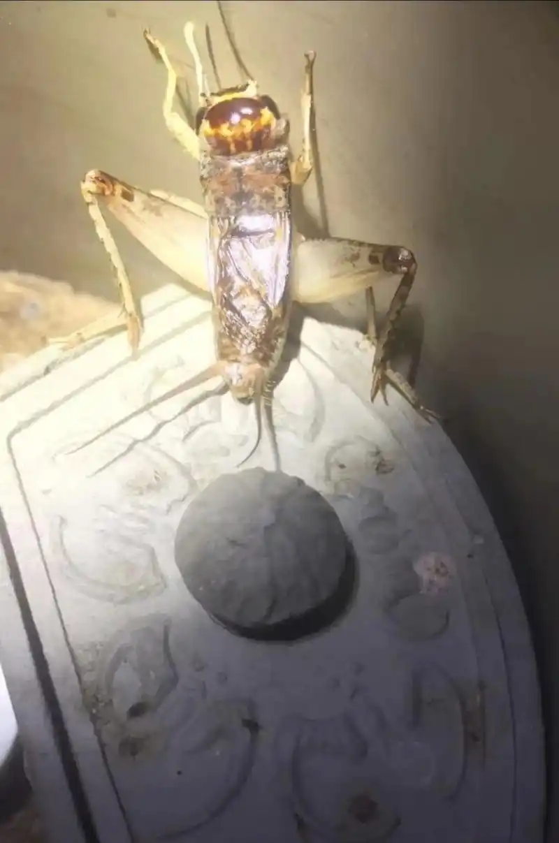 蟋蟀欣赏:黄虫门之大将